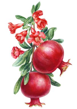 Pomegranate ripe fruits, branch with leaves and flowers. watercolor botanical painting hand drawing, isolated on white background. High quality illustration clipart