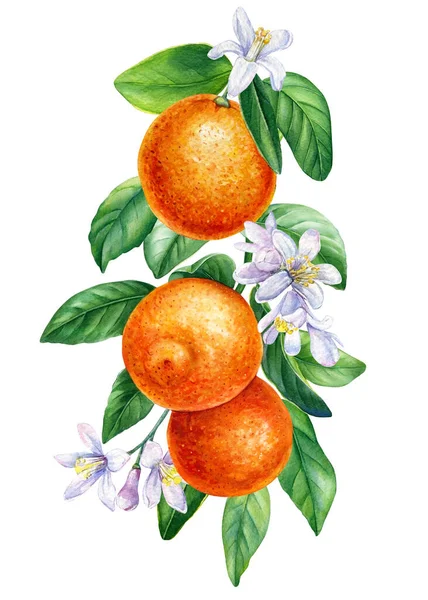 Frutas Maduras Rama Naranja Con Hojas Flores Acuarela Pintura Botánica — Foto de Stock