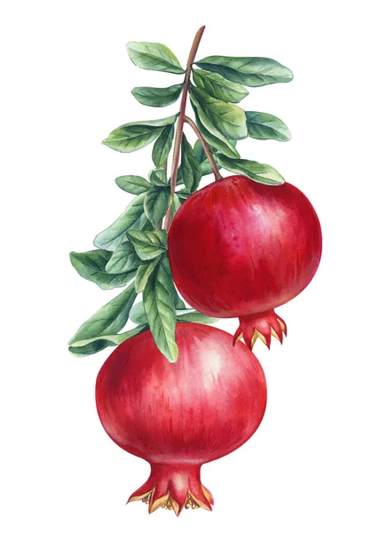 Ρόδι Ώριμα Φρούτα Κλαδί Φύλλα Και Φρούτα Ακουαρέλα Βοτανική Ζωγραφική — Φωτογραφία Αρχείου