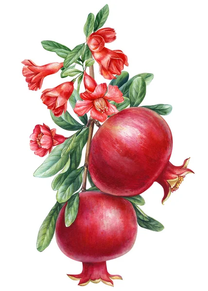 Granaatappel Rijp Fruit Tak Met Bladeren Bloemen Aquarel Botanische Schilderen — Stockfoto