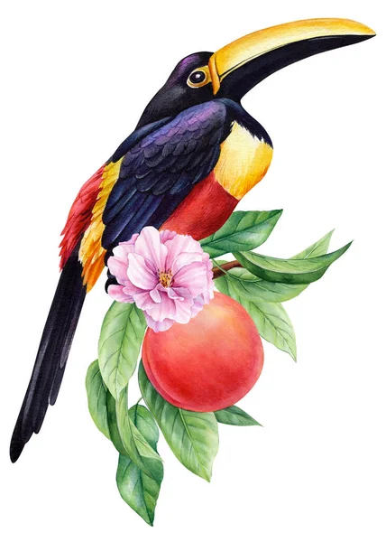 Туканський Птах Сидить Гілці Стиглими Фруктами Акварельний Ботанічний Малюнок Ручної — стокове фото