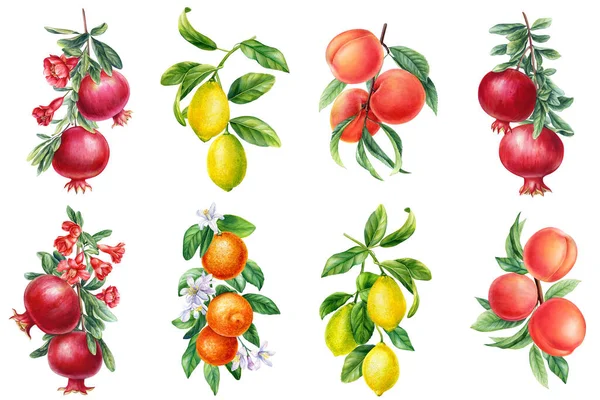 Definir Frutas Laranja Limão Pêssego Romã Ilustração Botânica Aquarela Isolada — Fotografia de Stock