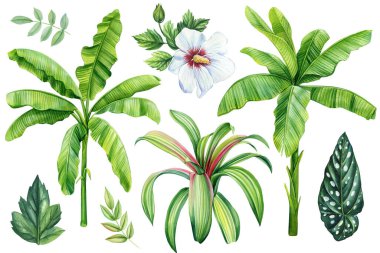 İzole edilmiş arka planda palmiye yaprağı ve çiçek, elle çizilmiş suluboya resim. Yeşil tropikal yapraklar, tropik palmiye ağaçları. Yüksek kaliteli illüstrasyon