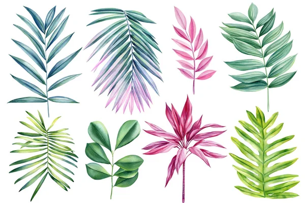 Пальмовий Лист Ізольованому Фоні Намальований Вручну Акварельним Живописом Зелений Рожевий — стокове фото