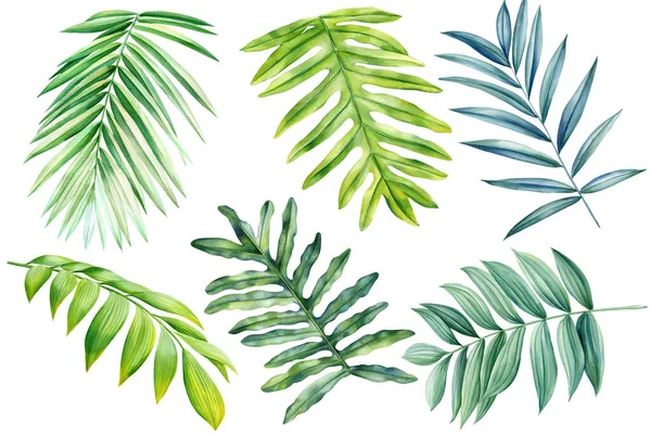 Palmový List Izolovaném Pozadí Ručně Kreslený Akvarel Zelené Tropické Složení — Stock fotografie