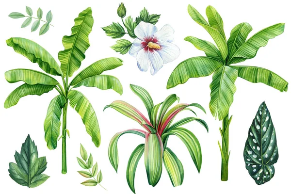 Φύλλα Φοίνικα Και Λουλούδι Απομονωμένο Φόντο Ζωγραφισμένα Στο Χέρι Ακουαρέλα — Φωτογραφία Αρχείου
