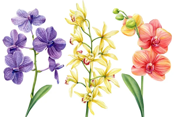 Σετ Εξωτικών Λουλουδιών Ορχιδέας Απομονωμένο Λευκό Βοτανική Ζωγραφική Ακουαρέλα Τροπική — Φωτογραφία Αρχείου