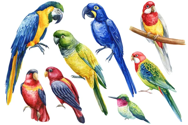 一组热带鸟类在孤立的白色背景上 彩色蜂鸟和鹦鹉 水彩画 亚马逊 金刚鹦鹉和罗瑟拉 高质量的例证 — 图库照片