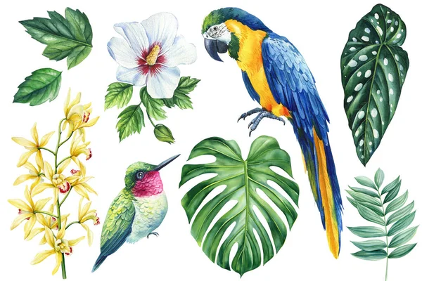 水彩斑斓的热带鸟 花朵和树叶 丛林中绿色植物 水彩画植物植物区系设计 高质量的例证 — 图库照片