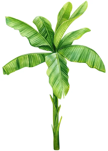 Tropical Φοίνικα Απομονωμένο Φόντο Ζωγραφισμένα Στο Χέρι Ακουαρέλα Ζωγραφική Πράσινα — Φωτογραφία Αρχείου