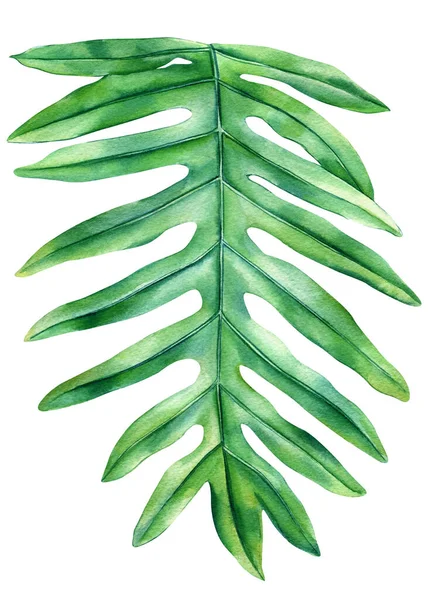 Πράσινο Τροπικό Φύλλο Φοίνικα Απομονωμένο Φόντο Ζωγραφισμένο Στο Χέρι Ακουαρέλα — Φωτογραφία Αρχείου