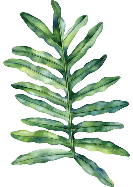 Gröna Tropiska Palmblad Isolerad Bakgrund Handritad Akvarell Målning Högkvalitativ Illustration — Stockfoto