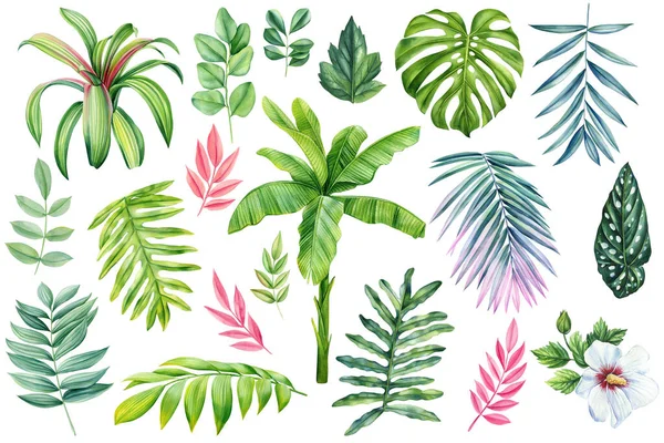 Ορισμός Χρωματισμένου Φύλλου Palm Απομονωμένο Φόντο Πράσινα Και Ροζ Τροπικά — Φωτογραφία Αρχείου