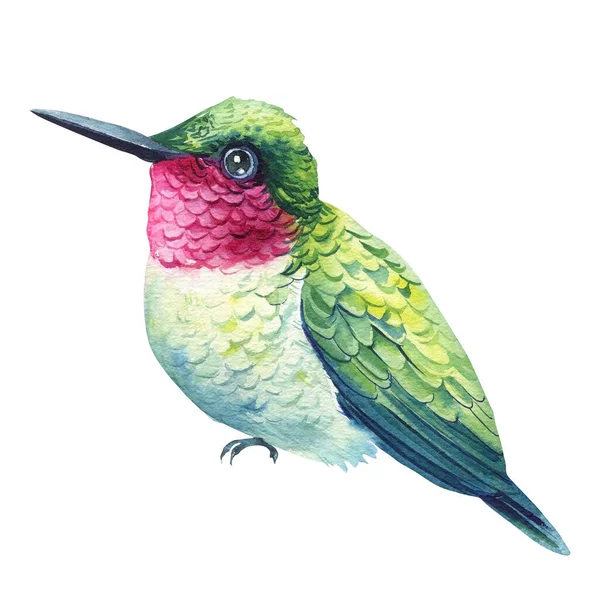 Akvarell Trópusi Színű Madár Kolibri Egy Elszigetelt Fehér Háttér Kézi — Stock Fotó