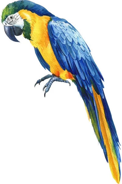 水彩斑斓的热带蓝鸟 鹦鹉在孤立的白色背景上 手绘金刚鹦鹉 高质量的例证 — 图库照片