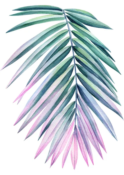 孤立した背景にヤシの葉 手描きの水彩画 緑とピンクの植物ジャングルのデザイン 高品質のイラスト — ストック写真