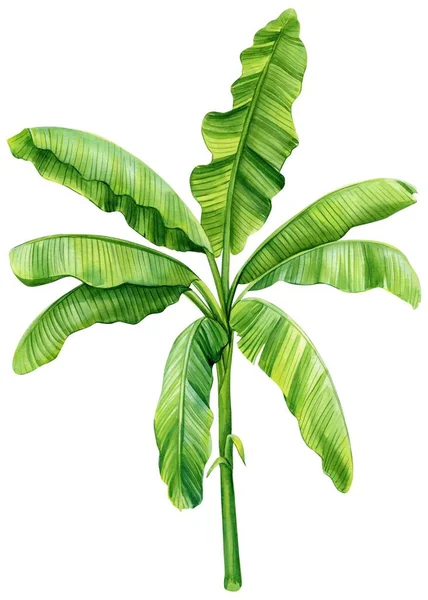 Akvarell Banán Pálmafa Elszigetelt Háttérrel Kézzel Rajzolt Festmény Zöld Trópusi — Stock Fotó
