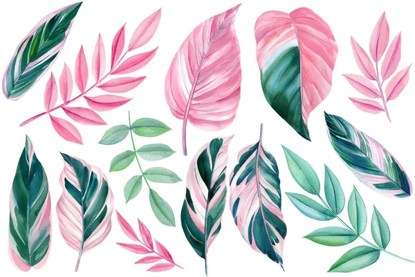 孤立した背景に色のヤシの葉を設定します 緑とピンクの熱帯の花の要素 手描き水彩画 高品質のイラスト — ストック写真