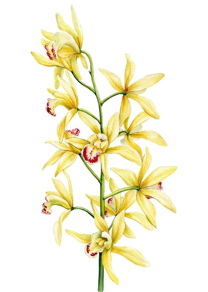 vanilla flower, exotic yellow orchid flowers on isolated white, botanical painting, watercolor illustration, tropical flora. High quality illustration