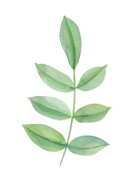 İzole edilmiş arka planda yeşil yaprak, çiçek elementi. Spring Hand suluboya resim çizdi. Yüksek kaliteli illüstrasyon