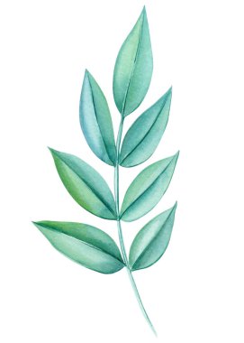 İzole edilmiş arka planda yeşil yaprak, çiçek elementi. Spring Hand suluboya resim çizdi. Yüksek kaliteli illüstrasyon