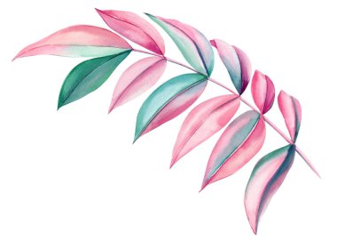 Arka planda renkli palmiye yaprağı. Yeşil ve pembe tropikal bitki örtüsü. El yapımı suluboya yaprak. Yüksek kaliteli illüstrasyon