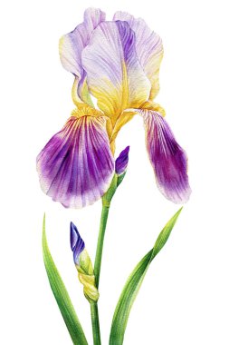 Suluboya süsen, beyaz arka planda izole edilmiş renkli bir çiçek. El çizimi çiçek çizimi. Tebrik kartı. Yüksek kaliteli illüstrasyon