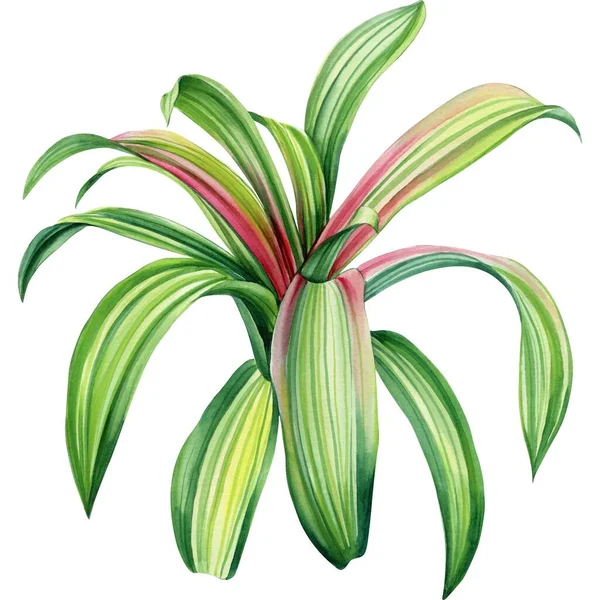 Palm Isolerad Bakgrund Dracaena Handritad Akvarell Målning Gröna Tropiska Blad — Stockfoto