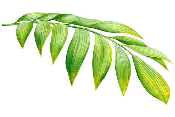Folha Palma Trópica Verde Fundo Isolado Pintura Aquarela Desenhada Mão — Fotografia de Stock