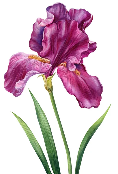 Blume Isoliert Auf Weißem Hintergrund Aquarell Iris Handgezeichnete Florale Illustration — Stockfoto