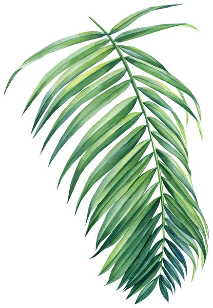 Folha Palmeira Tropical Isolada Sobre Fundo Branco Aquarela Planta Exótica — Fotografia de Stock