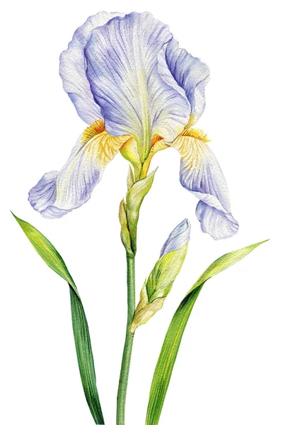 Suluboya Süsen Beyaz Arka Planda Izole Edilmiş Çiçek Çizimi Çiçek — Stok fotoğraf