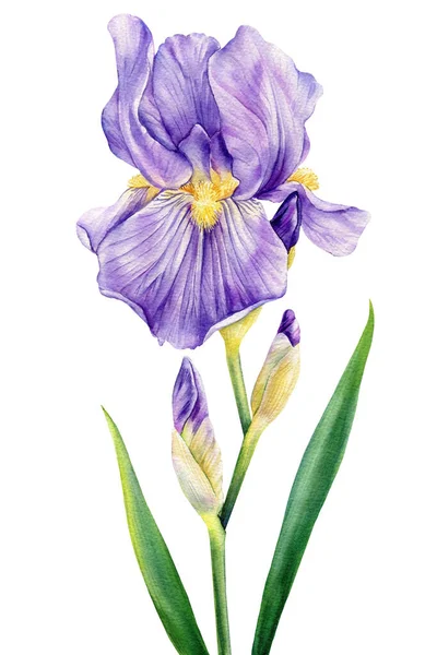 Iris Aquarelle Belle Fleur Isolée Sur Fond Blanc Illustration Florale — Photo