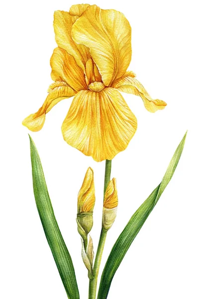 水色的虹膜 黄色的花朵在白色的背景上被隔离 手绘花卉图解 夏天野花 高质量的例证 — 图库照片