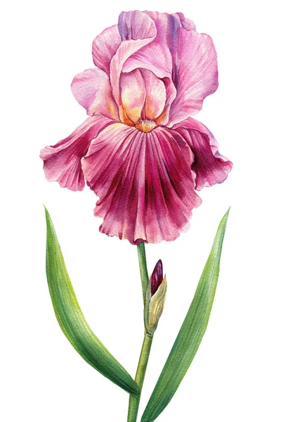 水彩の虹彩 白い背景に隔離された美しい花 手描きの花のイラスト グリーティングカード 高品質のイラスト — ストック写真