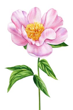 Şakayık beyaz arka plan. Suluboya flora çizimi. Poster, davetiye ve tebrik kartı için yaz çiçeği. Yüksek kaliteli illüstrasyon