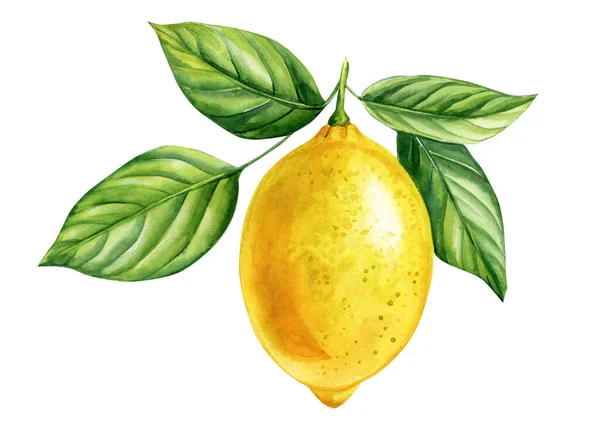 レモン 黄色の果物 木の枝の葉 リアルな植物水彩画のイラスト 熟したジューシーな柑橘類の孤立手塗装 高品質のイラスト — ストック写真