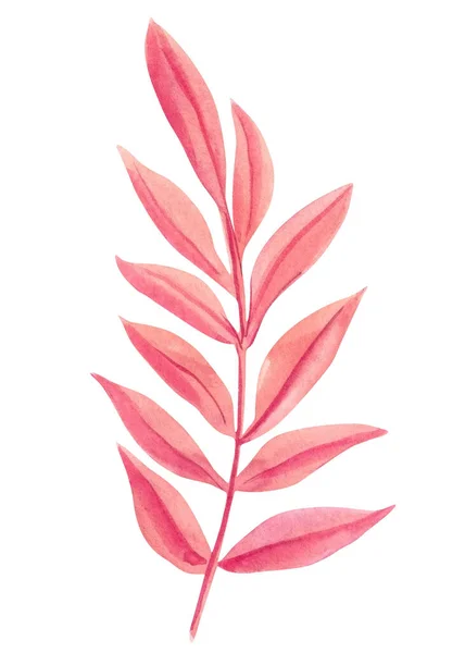 Farbiges Palmblatt Auf Isoliertem Hintergrund Rosa Element Tropischer Flora Handgezeichnetes — Stockfoto
