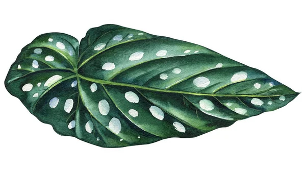 Exotické Tmavě Zelené Listy Izolovaném Pozadí Ručně Kreslené Akvarelové Malby — Stock fotografie