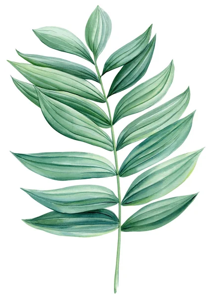 Zöld Trópusi Pálma Levél Elszigetelt Háttérrel Kézzel Rajzolt Akvarell Festmény — Stock Fotó