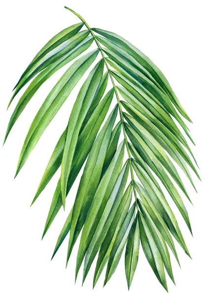 热带棕榈叶被白色背景隔离 水彩艳丽的植物 植物学说明 丛林设计 高质量的例证 — 图库照片