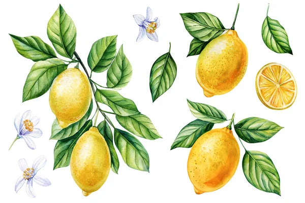 Lemon Frutos Amarillos Hojas Ramas Árboles Ilustración Realista Acuarela Botánica —  Fotos de Stock