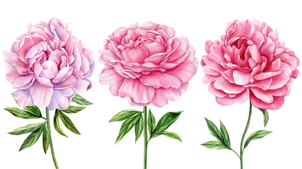 牡丹の花 水彩花の要素をセットします 結婚式の花 ポスター 招待状 デザイン グリーティングカードのための花 高品質のイラスト — ストック写真