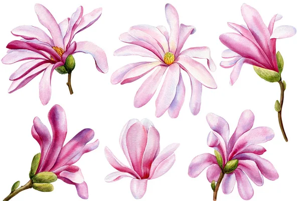 Акварельні Ручні Розфарбовані Рожеві Квіти Магнолії Ізольовані Білому Тлі Акварель — стокове фото
