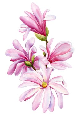 Suluboya el, beyaz arka planda izole edilmiş pembe manolya çiçekleri boyadı. Suluboya bahar çiçek seti çizimi. Yüksek kaliteli illüstrasyon
