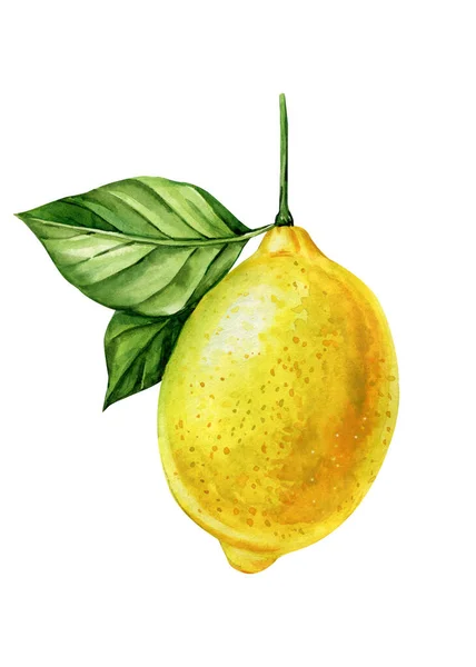 Aquarell Zitrone Vorhanden Früchte Und Blätter Realistische Botanische Illustration Saftige — Stockfoto