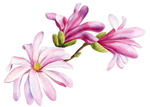 Rózsaszín Magnólia Virágok Elszigetelt Fehér Háttérrel Akvarell Kézzel Festett Tavaszi — Stock Fotó