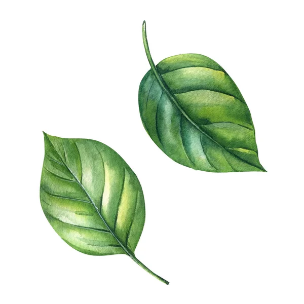 Zöld Levelek Elszigetelt Fehér Háttér Illusztráció Kézzel Rajzolt Akvarell Zöld — Stock Fotó