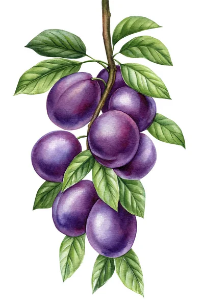枝条李 设置紫色浆果在孤立的白色背景 植物插图手绘水彩画 成熟多汁的水果 高质量的例证 — 图库照片