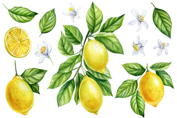 Conjunto Frutas Limón Flores Ramas Hojas Ilustración Acuarela Botánica Fondo — Foto de Stock